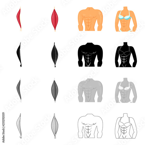 Vector design of fiber and muscular icon. Collection of fiber and body  vector icon for stock.
