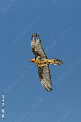 adult bearded vulture (gypaetus barbatus) in flight, blue sky, spread wings