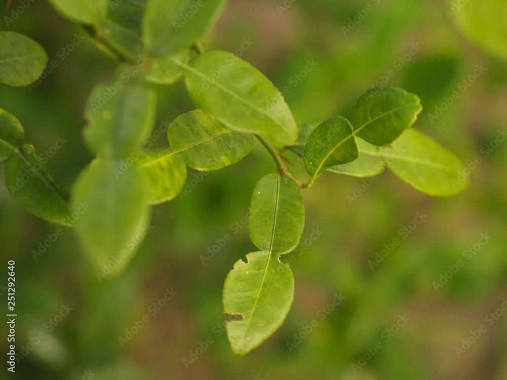 Close up Bergamot , Leaf and Thorn from the tree in my countryside house..Bergamot Leaf , one of the receipe for Thailand Esan Food Close up Bergamot , Leaf and Thorn from the tree in my countryside house..Bergamot Leaf , one of the receipe for Thailand Esan Food