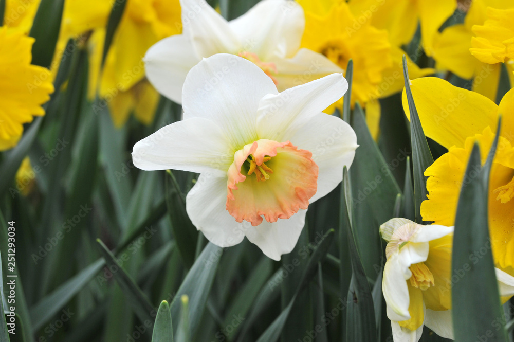 Narcissus in the garden. Narcissus in the garden.