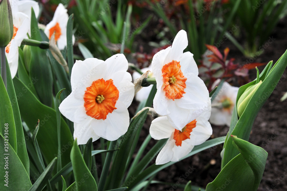 Narcissus in the garden. Narcissus in the garden.