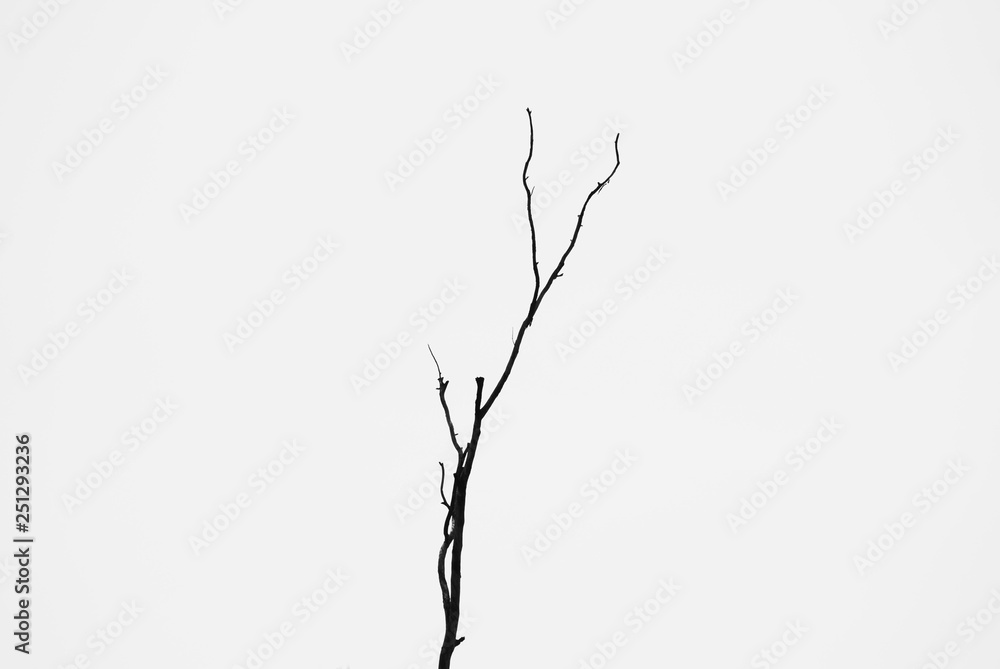 Bare tree branches on a pale grey background Bare tree branches on a pale grey background