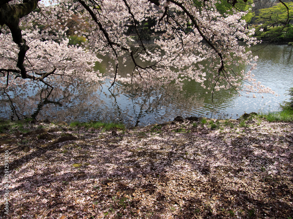 春・満開の桜 春・満開の桜