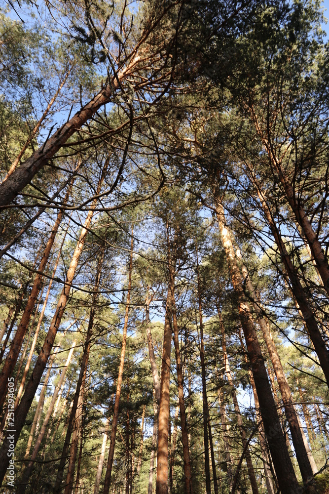 Fototapeta premium Bosque