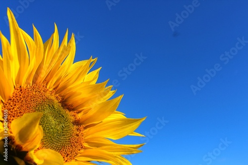 Sonnenblume