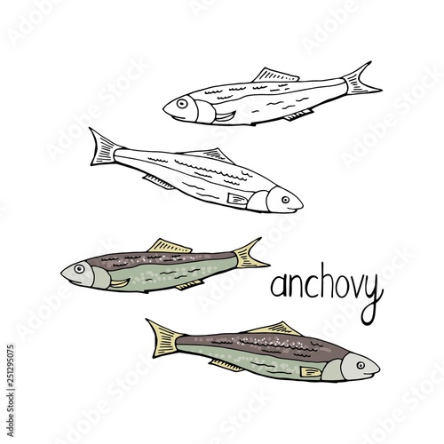 Hand drawn fish anchovy black and white and color isolated on white background. Vector anchovy