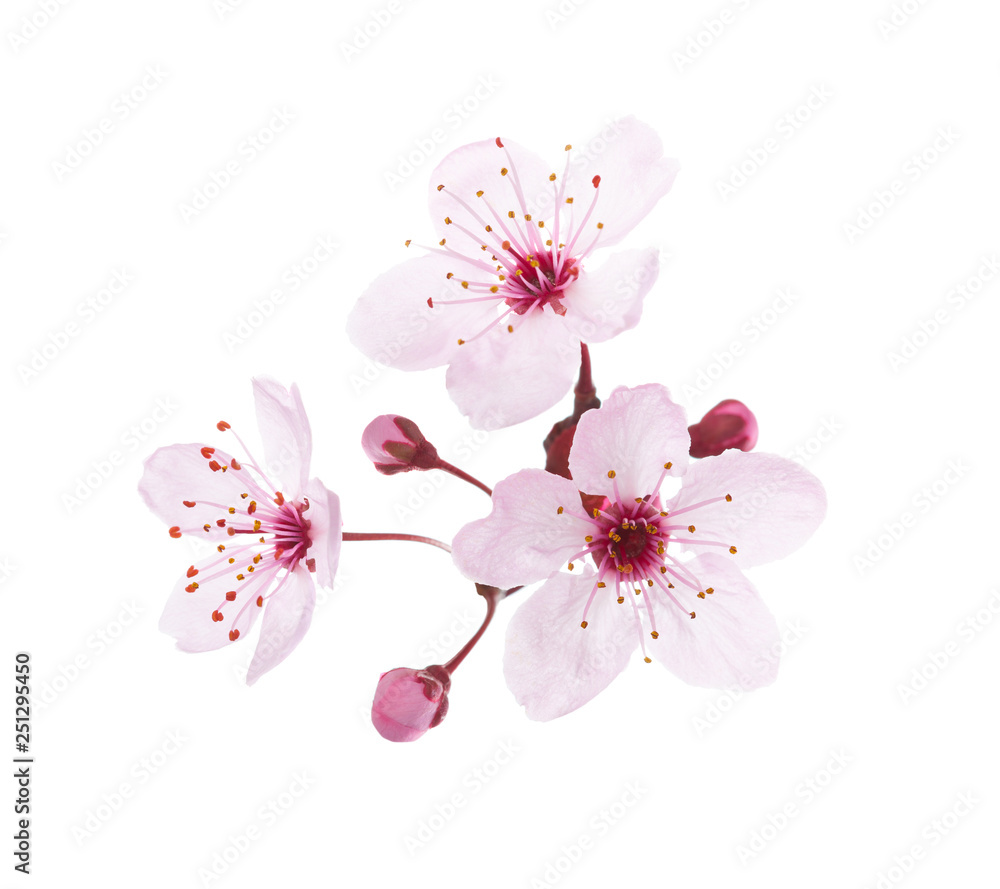 Blossoming pink flowers and buds of Plum isolated on white background. Close-up view.