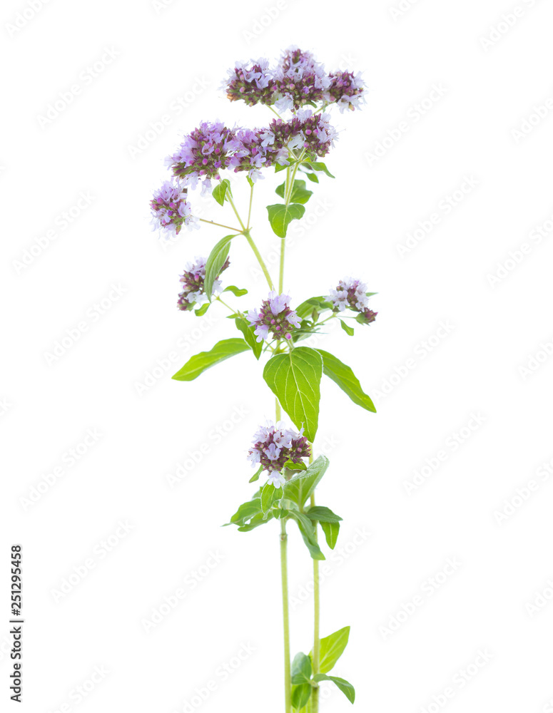  Two sprigs of flowering  Oregano (Origanum vulgare) isolated on a white background. Selective focus.