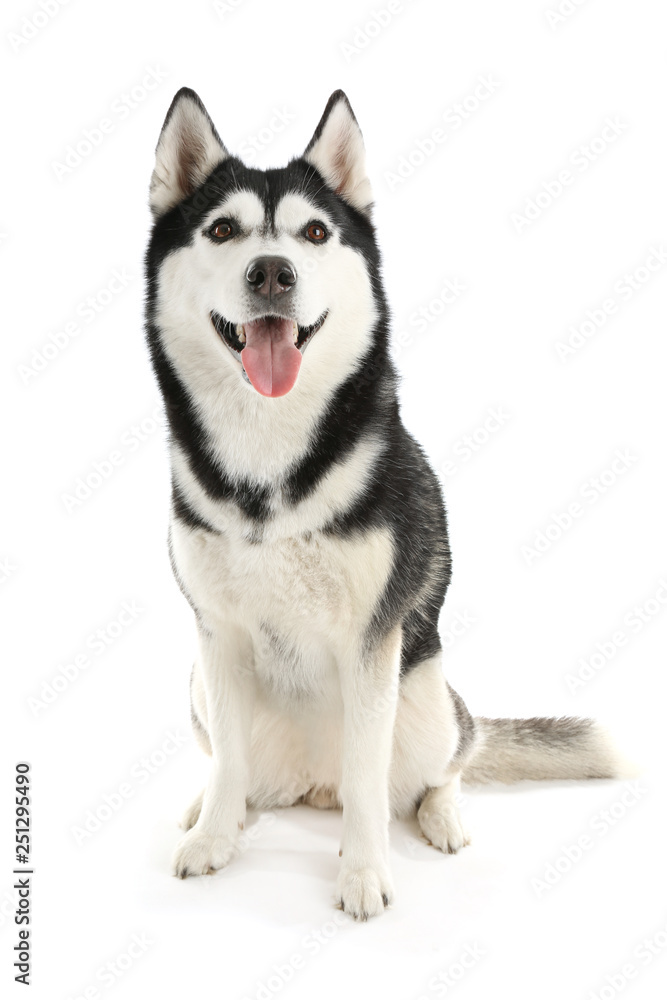 Fototapeta premium Adorable husky dog on white background
