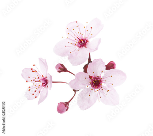 Obraz na płótnie Blossoming pink flowers and buds of Plum isolated on white background. Close-up view. w salonie