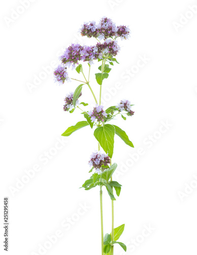  Two sprigs of flowering Oregano (Origanum vulgare) isolated on a white background. Selective focus.