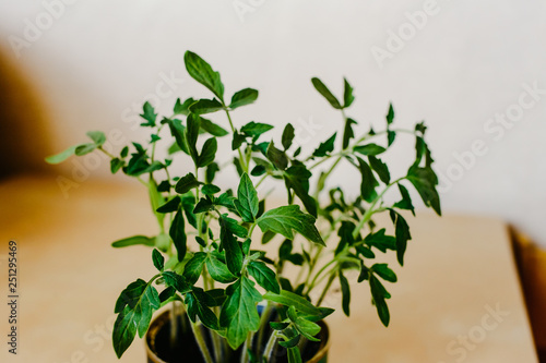 seedlings of tomatoes on the table