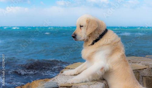 Golden Retriever Standing and Looking at the Mediterranean Sea in Southern Italy