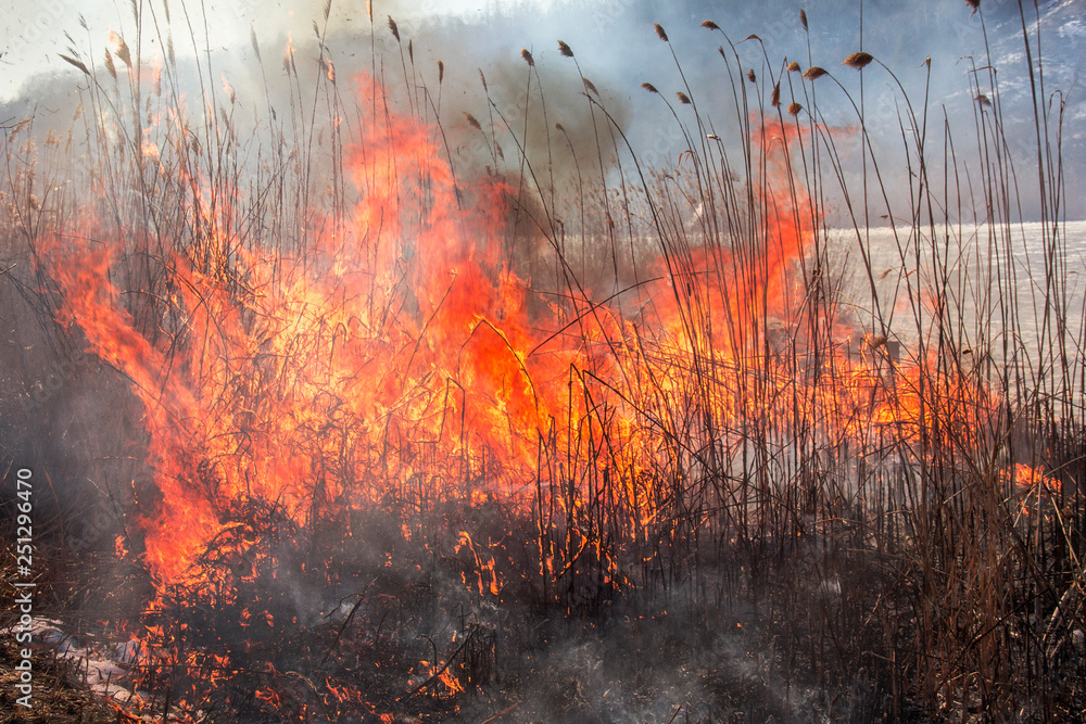 Reed on fire.Natural disaster.A close up of the flame of brushfire Reed on fire.Natural disaster.A close up of the flame of brushfire