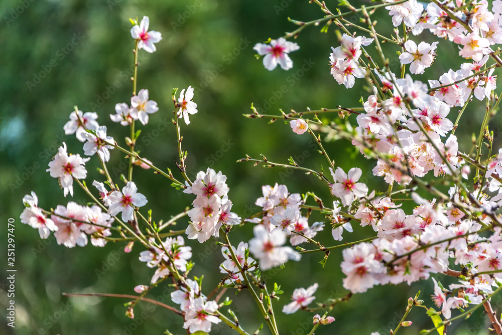 Fruit Tree Blossoms in Early Spring in Southern Italy Fruit Tree Blossoms in Early Spring in Southern Italy