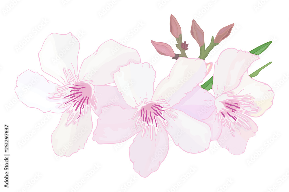 Floral composition with branch of delicate pink blooming flowers, buds and leaves isolated on white background. Tropical flowers oleander, exotic Nerium. Vector illustration Floral composition with branch of delicate pink blooming flowers, buds and leaves isolated on white background. Tropical flowers oleander, exotic Nerium. Vector illustration