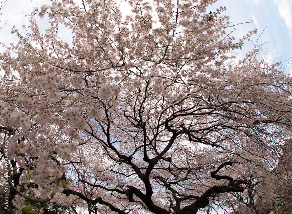 Obraz premium 春・満開の桜木