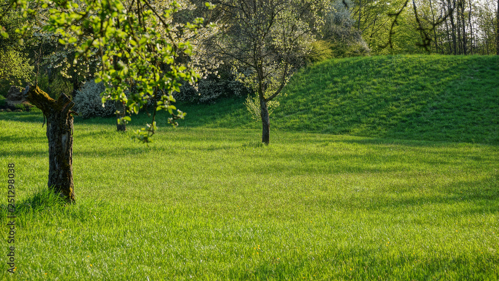 Naklejka premium orchard and meadow in summertime