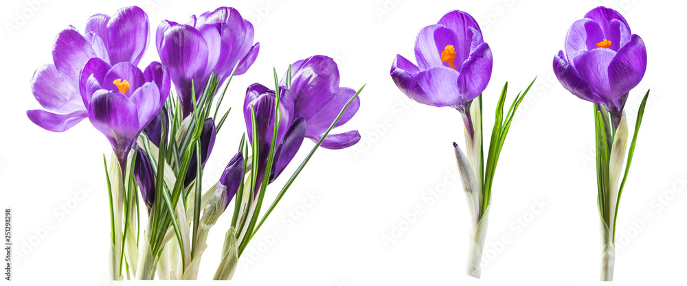 Purple crocus flowers isolated on white