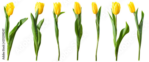 Yellow tulip flowers isolated on white photo