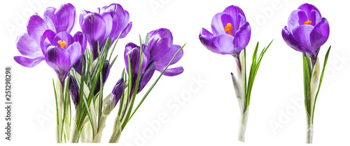 Purple crocus flowers isolated on white