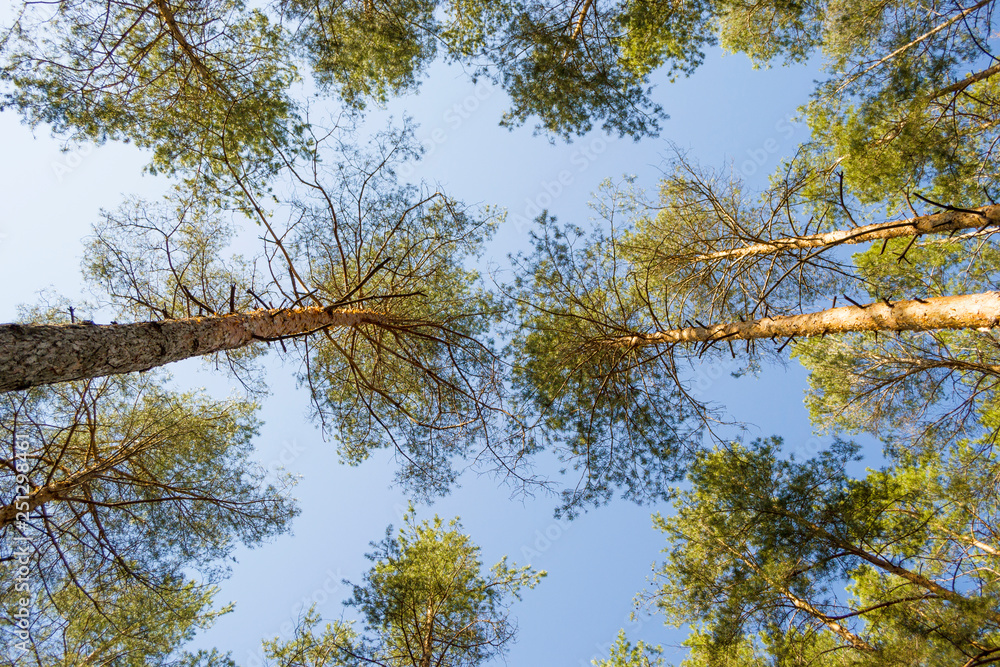 Pine trees bottom up view.