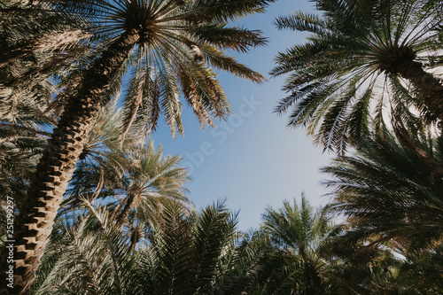 Palm trees against blue sky- Image