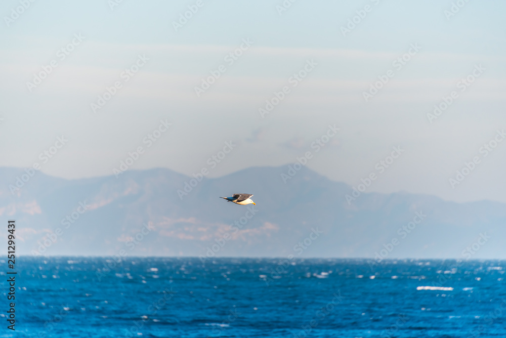 Seagull Flying Across the Mediterranean Sea in Southern Italy at Sunrise