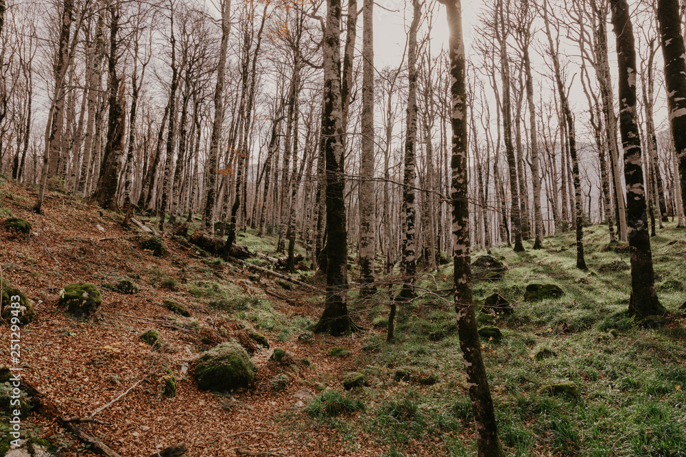 Fototapeta premium beech forest in autumn timebeech forest in autumn time.
