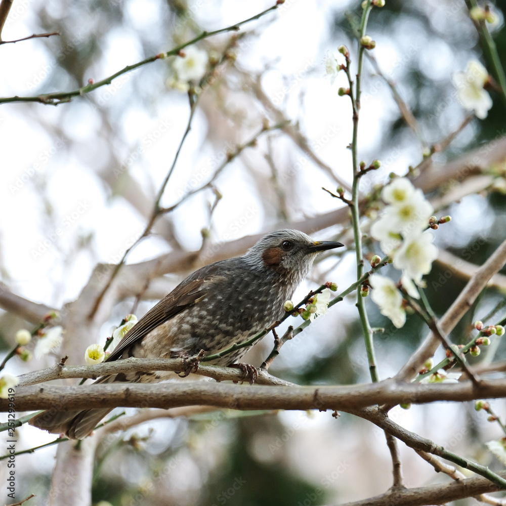bird, nature, wildlife, animal, sparrow, branch, beak, wild, brown, tree, flycatcher, songbird, green, feathers, birds, small, avian, feather, hummingbird, blackbird, wing, bulbul bird, nature, wildlife, animal, sparrow, branch, beak, wild, brown, tree, flycatcher, songbird, green, feathers, birds, small, avian, feather, hummingbird, blackbird, wing, bulbul