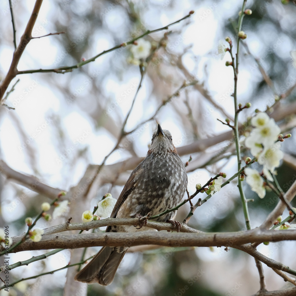 bird, nature, wildlife, animal, sparrow, branch, beak, wild, brown, tree, flycatcher, songbird, green, feathers, birds, small, avian, feather, hummingbird, blackbird, wing, bulbul bird, nature, wildlife, animal, sparrow, branch, beak, wild, brown, tree, flycatcher, songbird, green, feathers, birds, small, avian, feather, hummingbird, blackbird, wing, bulbul