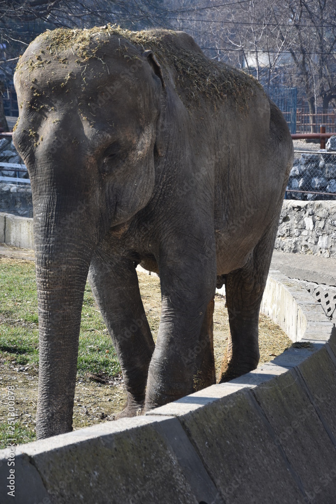 Fototapeta premium Large elephant in the wilderness of Africa - Image