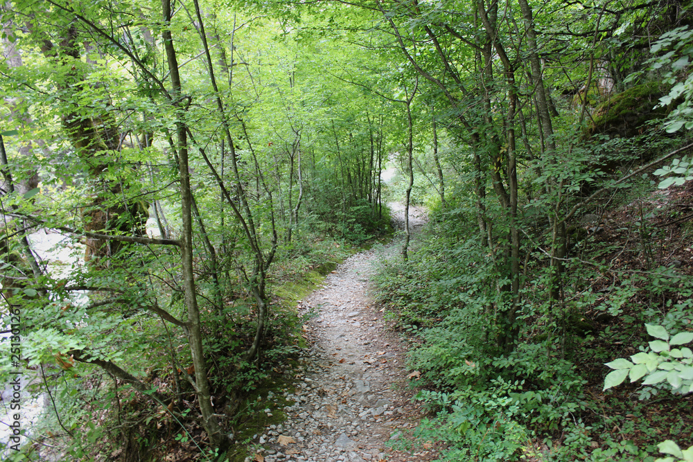 Dense Forest next to the Pozar Thermal Baths Aridaia Greece Dense Forest next to the Pozar Thermal Baths Aridaia Greece