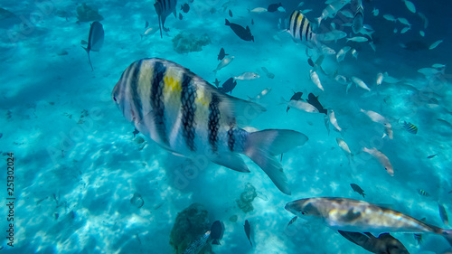 Snorkeling in the Cayman Islands. Photo taken during a snorkeling expedition tour in the Cayman Islands.