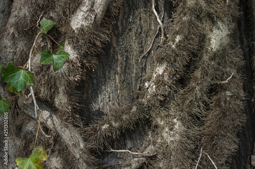 Canvas Print Thick Vines - English Ivy vines on the truck of a oak tree have grown to more than 3 inches thick