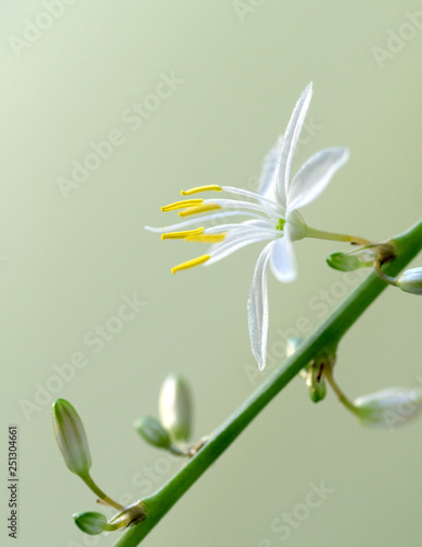 beautiful spring flowers