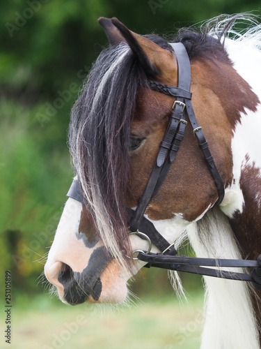 Skewbald Cob