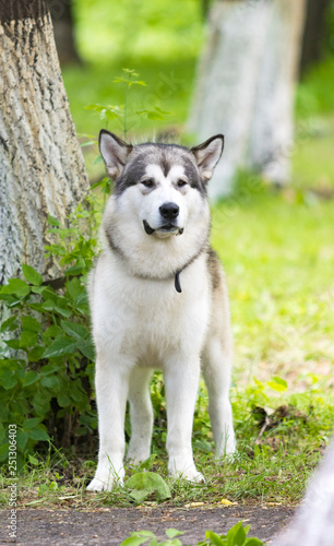 dog photo in nature