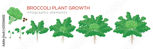Broccoli plant growth stages infographic elements. Growing process of broccoli from seeds, sprout to mature plant with roots, life cycle of plant isolated on white background vector flat illustration.