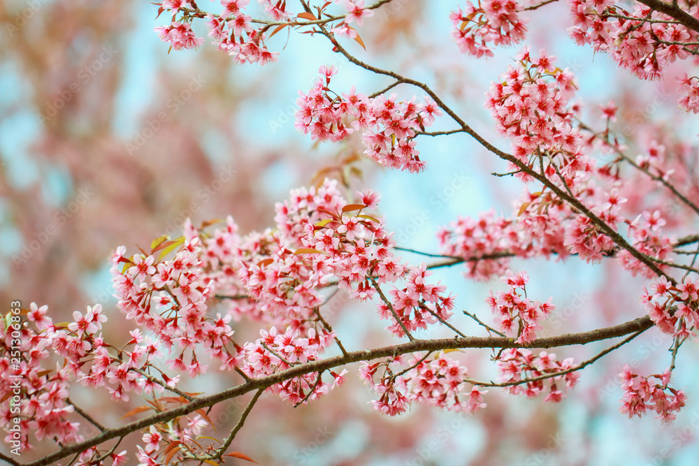Wild Himalayan Cherry Blossoms in spring season (Prunus cerasoides), Sakura in Thailand, selective focus, Phu Lom Lo, Loei, Thailand. Wild Himalayan Cherry Blossoms in spring season (Prunus cerasoides), Sakura in Thailand, selective focus, Phu Lom Lo, Loei, Thailand.