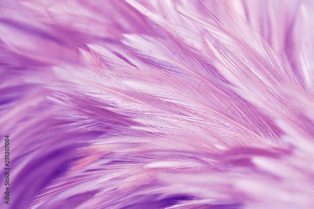 Purple chicken feathers in soft and blur style for background Purple chicken feathers in soft and blur style for background