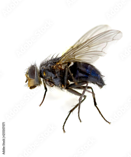 A macro shot of fly