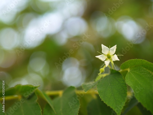 Flower of Flacourtia rukam Tree with Natural Morning Light and Green Nature Background in Thailand. photo