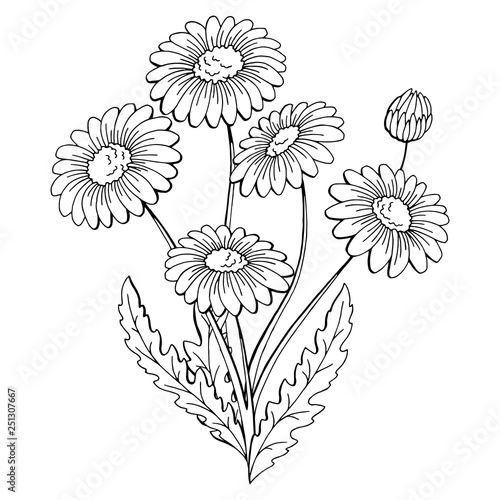Chamomile flower bouquet graphic black white isolated sketch illustration vector