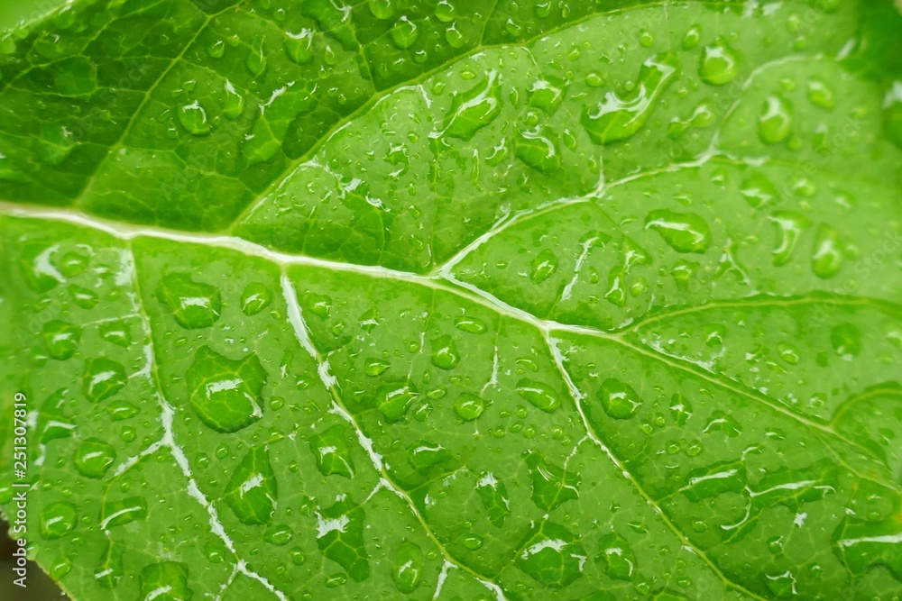 green leaf in water drops macro. Texture of green bright leaf background. Natural nature background green leaf in water drops macro. Texture of green bright leaf background. Natural nature background