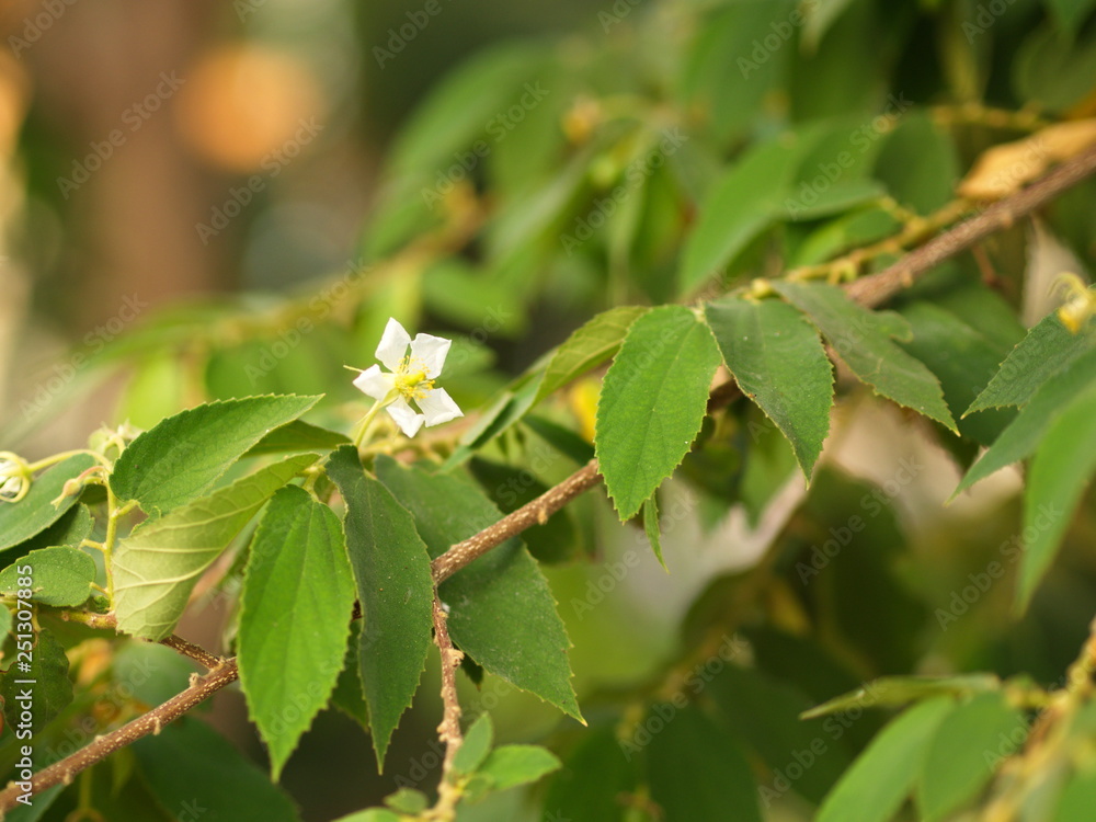 Flower of Flacourtia rukam Tree with Natural Morning Light and Green Nature Background in Thailand. Flower of Flacourtia rukam Tree with Natural Morning Light and Green Nature Background in Thailand.