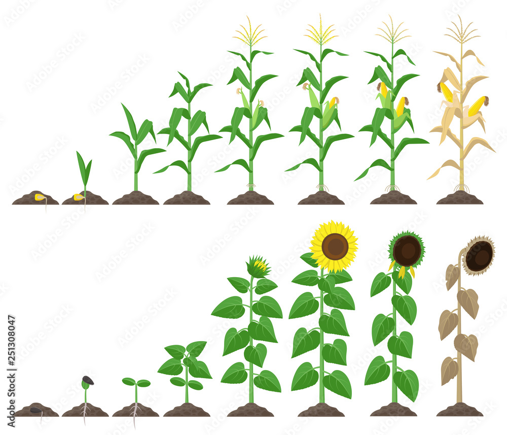 corn plant and sunflower plant growing stages vector illustration