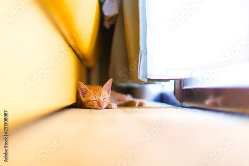 Red tabby cat.(sleep) photo