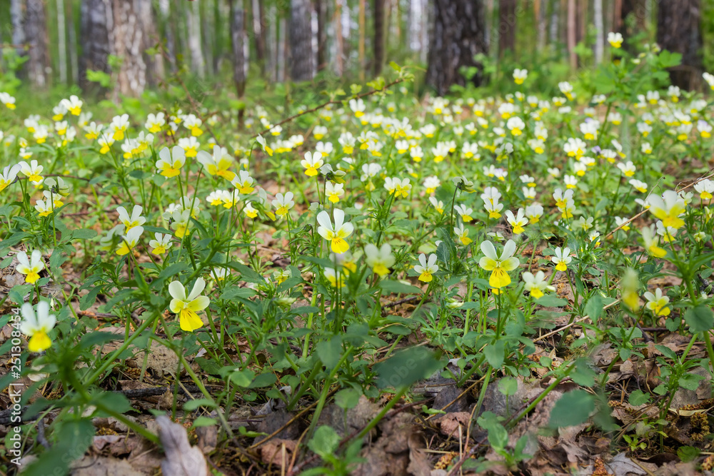 Obraz premium Glade in forest with flowering field pansies close-up