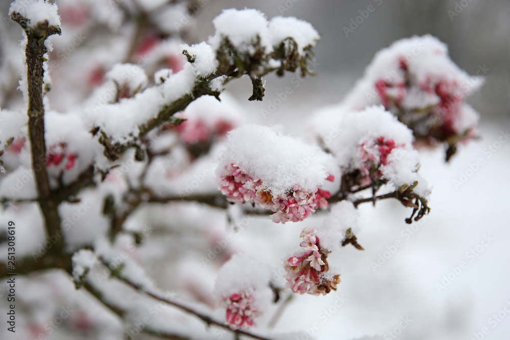 beautiful pink flowers on tree branches covered with snow at frost